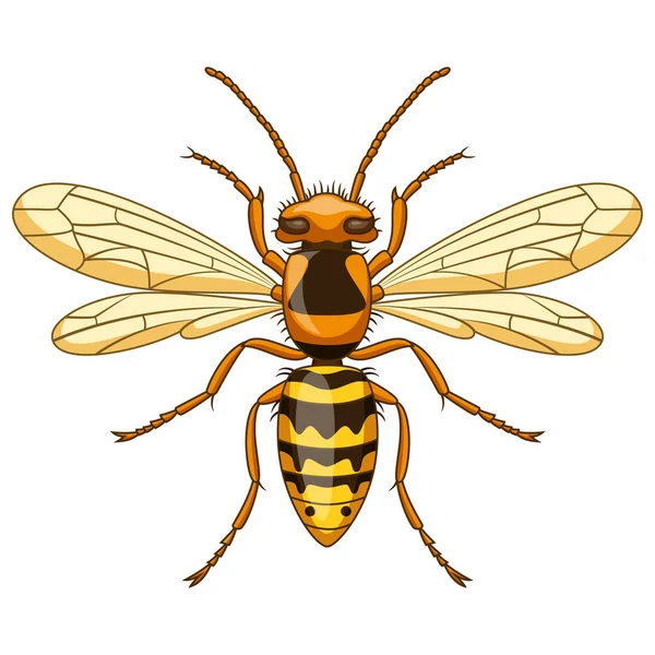 Mascota Insecto Avispa Dibujos Animados Sobre Fondo Blanco — Vector de stock