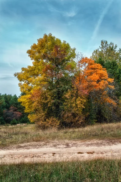 . In the autumn forest. — Stock Photo, Image