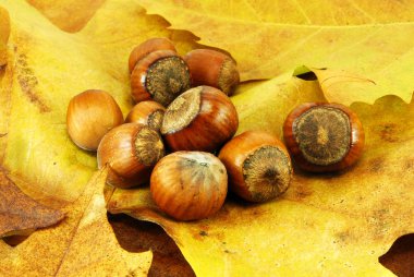 Kahverengi olgun fındık 