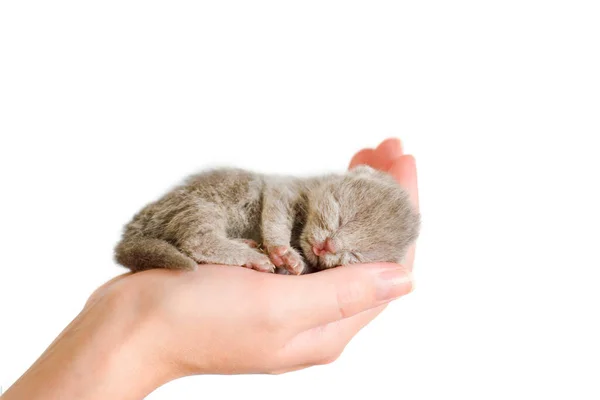 Little sleeping kitty — 스톡 사진