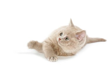 Küçük kedicik yalan söyler ve yukarı bakar