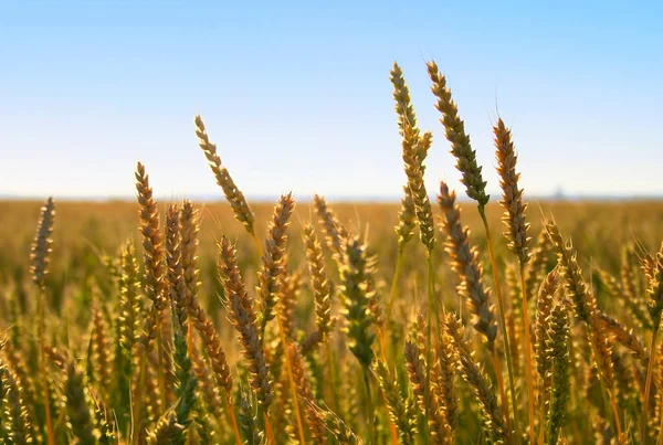 С растущим полем спелой пшеницы — стоковое фото