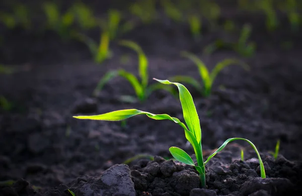 Brotes de maíz crecen en un campo con tierra negra — Foto de Stock