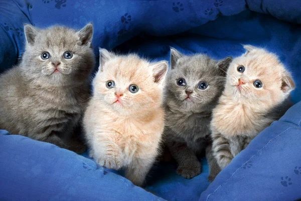 Quatre chatons tout collor sur panier textile Photos De Stock Libres De Droits