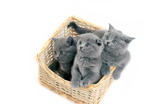 Les trois petits chatons gris assis dans le panier Photos De Stock Libres De Droits