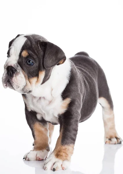 Little puppy of english billdog gray and white — Stock Photo, Image