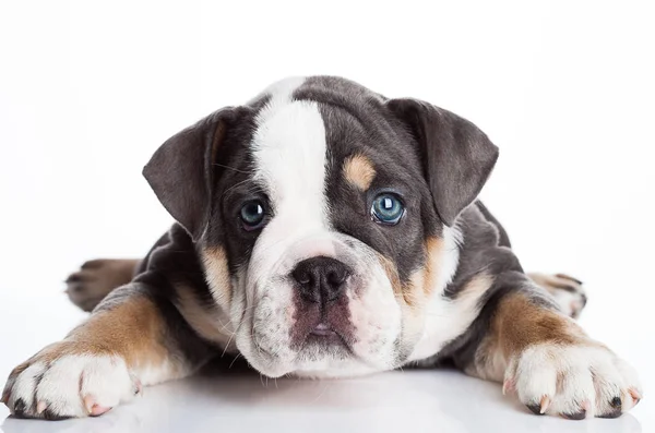 İngilizce billdog gri ve beyaz köpek yavrusu — Stok fotoğraf