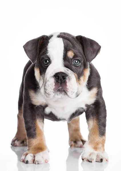 İngilizce billdog gri ve beyaz köpek yavrusu — Stok fotoğraf