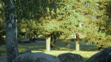 Park büyük taşlar. Erken sonbahar. kamera hareketli