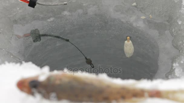 Float staven för vinterfiske rör sig genom vattnet. Fisk fångsten är i förgrunden — Stockvideo