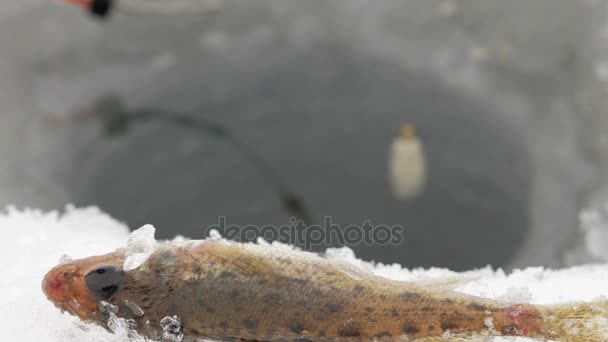冬の釣りフロート棒は、水を介して移動されます。フォア グラウンドでは、漁獲量 — ストック動画