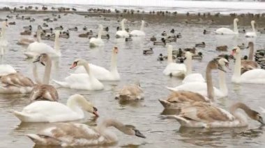 Donmuş gölde kış kuşlarda. Onlarca yüzlerce kuğular ve ördekler.