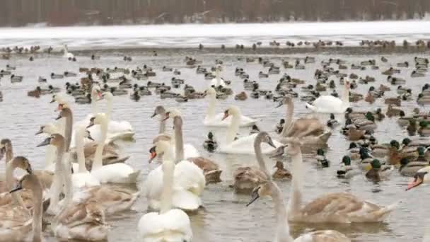 Pássaros em lago congelado no inverno. Dezenas de centenas de cisnes e patos . — Vídeo de Stock