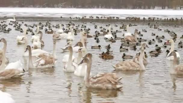 Uccelli sul lago ghiacciato in inverno. Decine di centinaia di cigni e anatre . — Video Stock