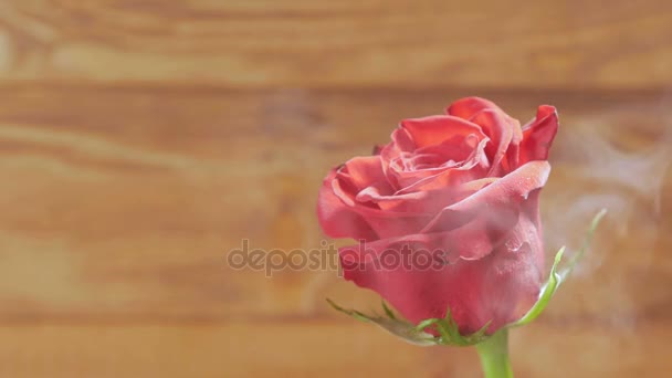 Achtergrond: rode roos op een houten achtergrond in de rook. — Stockvideo