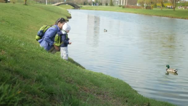 Jong gezin is het voederen van eenden in een park in de buurt van het meer. De kleine jongen helpt om voedsel voor vogels in het water gooien. — Stockvideo