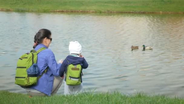 Une jeune famille nourrit des canards dans un parc près du lac. Le petit garçon aide à jeter de la nourriture pour les oiseaux dans l'eau . — Video