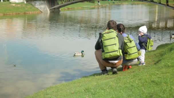 若い家族は湖の近くの公園でアヒルを供給されています。小さな男の子は水の中に鳥のための食糧を投げる、します。. — ストック動画