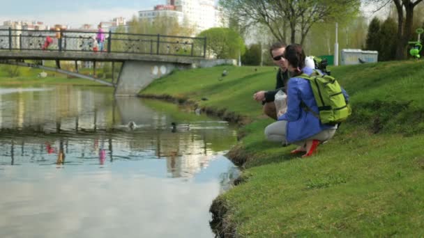 Familia joven está alimentando patos en un parque cerca del lago. El niño pequeño ayuda a tirar comida para pájaros al agua. . — Vídeos de Stock