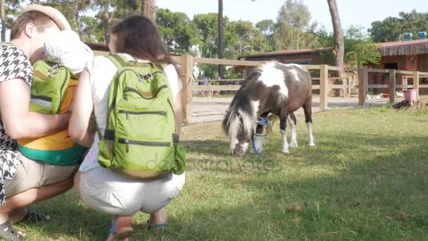 Bir aile bir bebek ile bir muhafaza yakınındaki bir midilli inceliyor. Küçük bir at ile küçük bir çocuk memnun olduğunu — Stok video