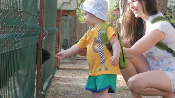 Un niño pequeño con sus padres está alimentando a una cabra con hierba verde en el zoológico. Al chico le gusta mucho este animal. — Vídeos de Stock