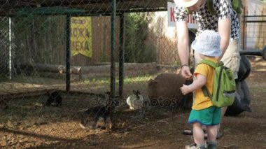 Bir hayvanat bahçesi yeşil çim ile bir tavşan besleme anne ile küçük bir çocuk. Çeşitli hayvanlar yemek.