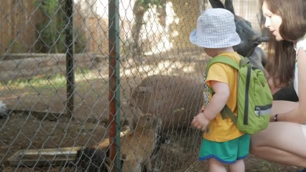 Een kleine jongen met ouders voeden een konijn met groen gras in een dierentuin. Verschillende dieren eten. — Stockvideo