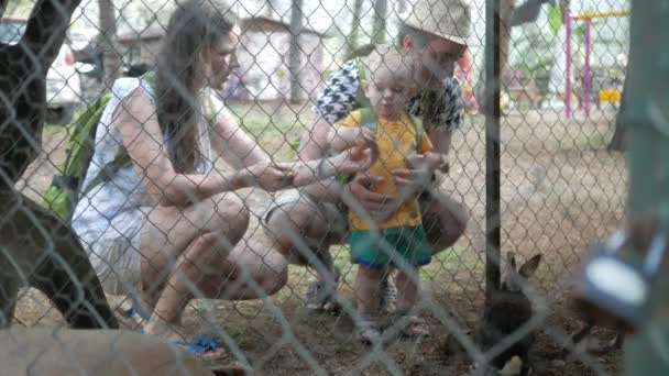 Malý kluk s rodiči krmení králík s trávou v zoo. Několik zvěř jíst. — Stock video