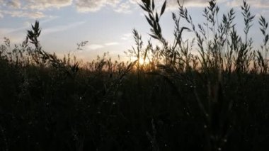 Gün batımında yağmurdan sonra bitkilerin alan. Güneş damla yansıtılır. Kamera hareketli. Metniniz için büyük arka plan