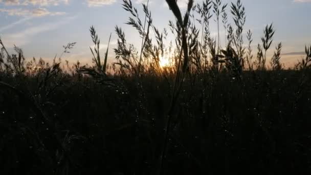 夕暮れ時の雨の後の植物のフィールド。太陽は、滴に反映されます。カメラを移動します。あなたのテキストのための素晴らしい背景 — ストック動画