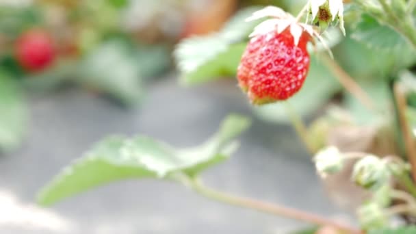 Las bayas de las fresas crecen en la cama. Primer plano. El concepto de cultivar una comida saludable — Vídeos de Stock