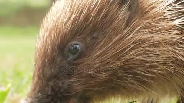 野生のハリネズミは、庭の芝生の上、肉の部分を食べています。クローズ アップ — ストック動画