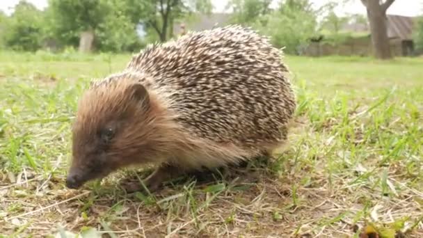 A wild hedgehog walks along the green grass in the garden. Sniffs and children in the right direction — Stock Video