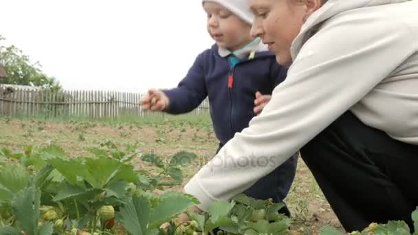 Mother and son tear strawberries from the plant beds. Cute baby is very happy with berries — Stock Video