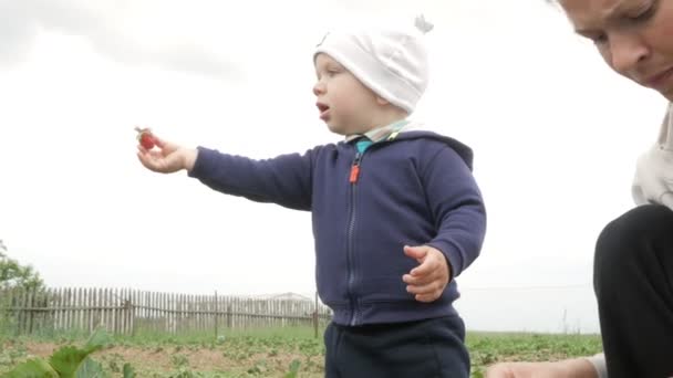 Mor och son Riva jordgubbar från växtbäddar. Söt baby är mycket nöjd med bär — Stockvideo