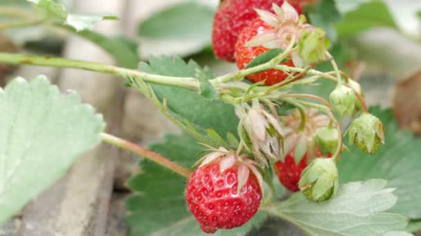 Erdbeeren wachsen auf einem Beet. Nahaufnahme. das Konzept einer gesunden Mahlzeit — Stockvideo