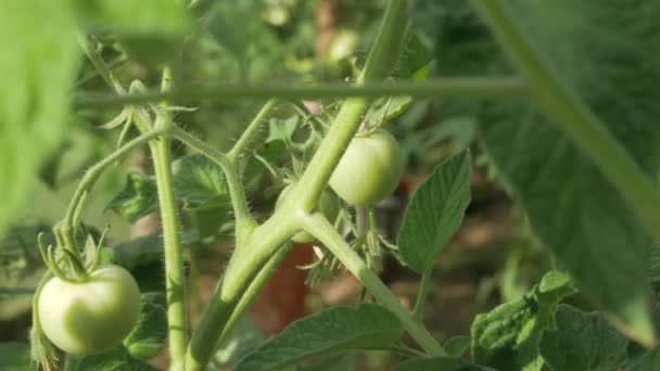 El tomate verde se cultiva en una granja. Primer plano — Vídeos de Stock