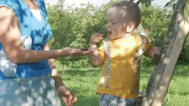 Kiraz ağacı yakınındaki annesiyle hoş çocuk. Bir kadın taş alır ve onun oğlu meyveleri verir.