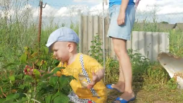En söt unge med sin mamma äta hallon direkt från busken. Pojken varsamt tårar bär och sätter det i munnen. — Stockvideo