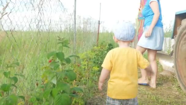 Un chico lindo con su madre comiendo frambuesas directamente de los arbustos. El chico rasga suavemente la baya y se la mete en la boca. . — Vídeos de Stock