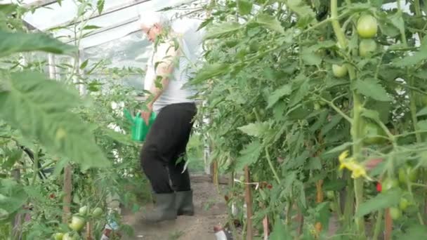 Un anciano está regando plantas en un invernadero. Los tomates y pimientos altos pronto madurarán. El concepto de alimentación saludable — Vídeos de Stock