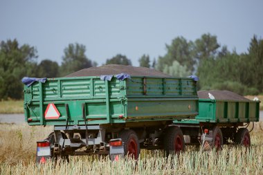 kolza tohumu, hasat zamanı