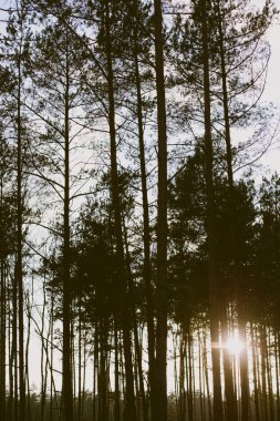 ahşap koyu yeşil tonda.