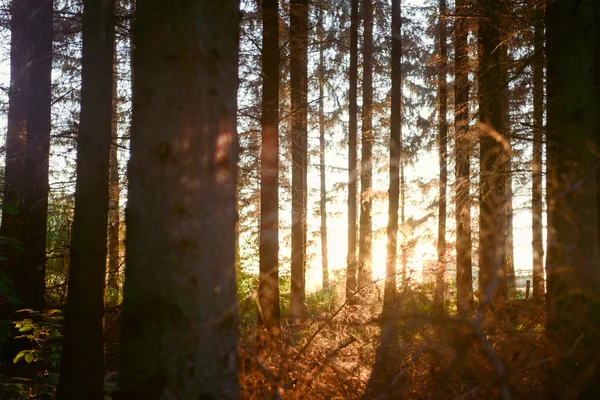 Magia światła w lesie — Zdjęcie stockowe