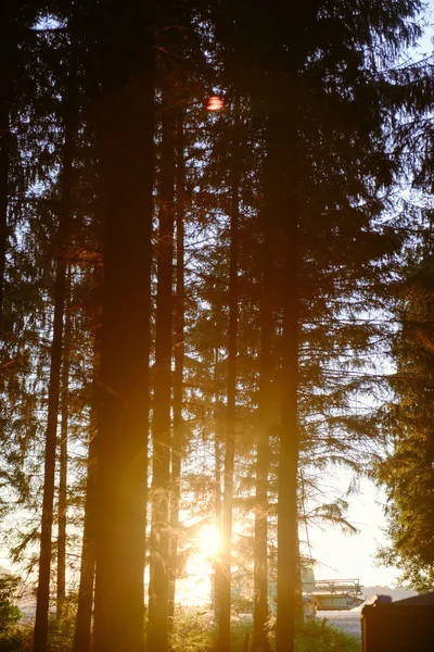 Magiska ljus i skogen — Stockfoto