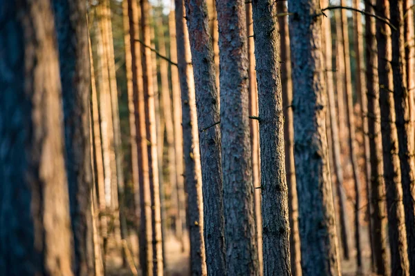 Magische Lichter im Wald — Stockfoto