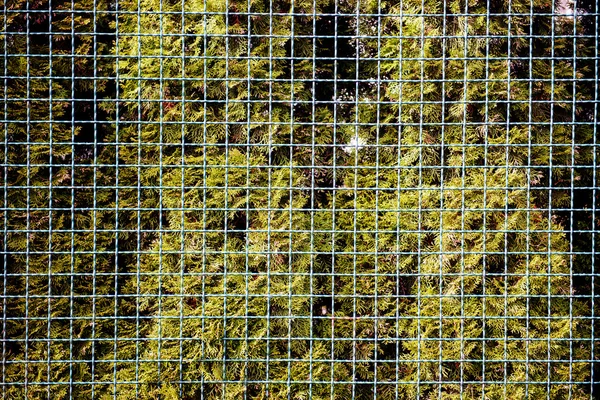 Desen tel çit kapatın — Stok fotoğraf