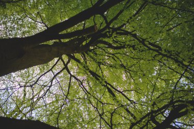 Sisli bahar ormanlarında sabah vakti güzel doğa.