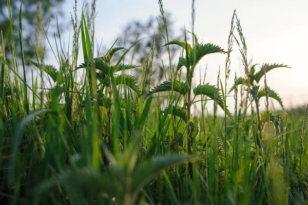 Nettle växt i fältet. — Stockfoto