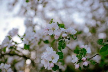 Bahar zamanı çiçek açan elma ağacı..